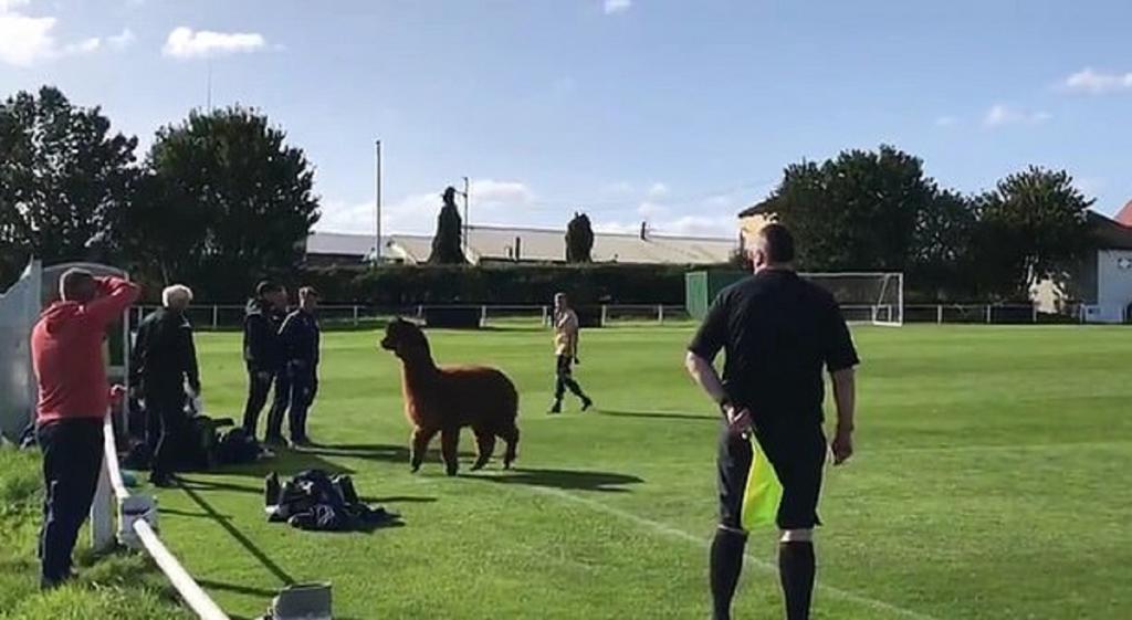 Дикая альпака выбежала на футбольное поле во время матча: игроки не знали, что делать (видео)