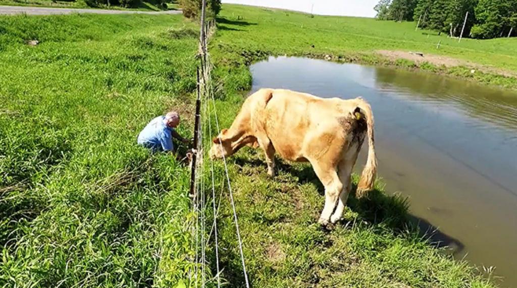 На ферме в Милбруке корова "попросила" мужчину помочь ее теленку перебраться через ограду: фото