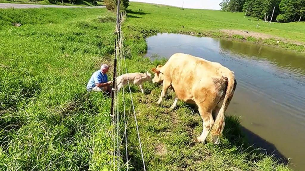 На ферме в Милбруке корова "попросила" мужчину помочь ее теленку перебраться через ограду: фото