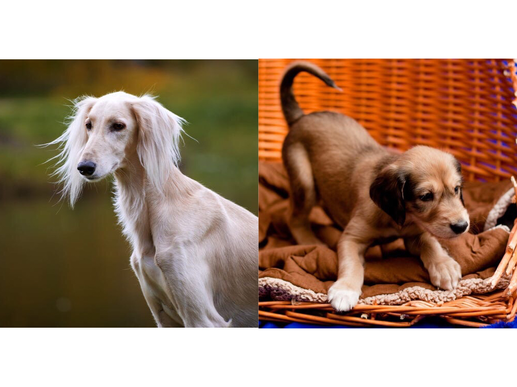 Взрослые бриары имеют в два раза больше шерсти. 10 пород собак, которые не похожи на себя в щенячьем возрасте
