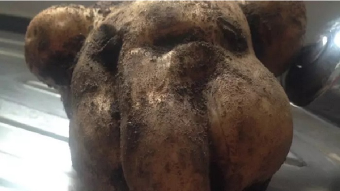 Одно лицо: женщина выкопала картошку, поразительно похожую на ее собаку