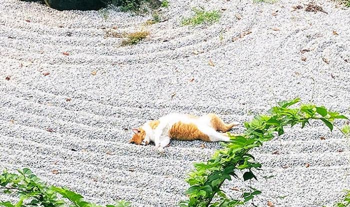 Кот забрел в японский дзен-сад и показал, как нужно полностью погружаться в медитацию