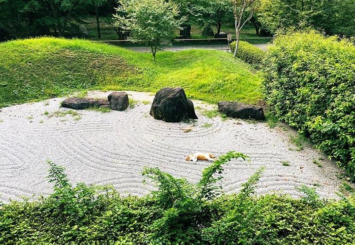 Кот забрел в японский дзен-сад и показал, как нужно полностью погружаться в медитацию