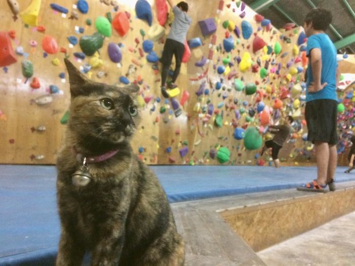 Кошка, живущая в скалодроме, взбирается наверх, как настоящий профи: видео стало вирусным
