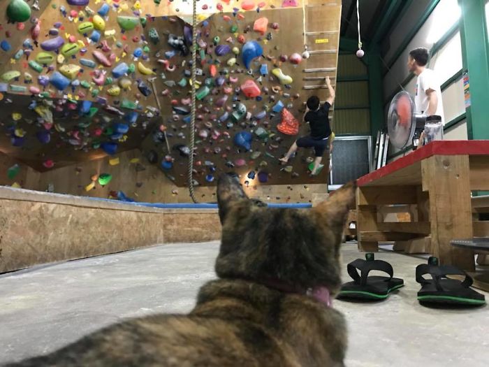 Кошка, живущая в скалодроме, взбирается наверх, как настоящий профи: видео стало вирусным