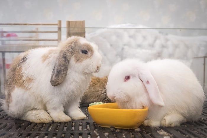 Не кормите кролика салатом айсберг, он токсичен для него. 11 вещей, которые запрещены кроликам