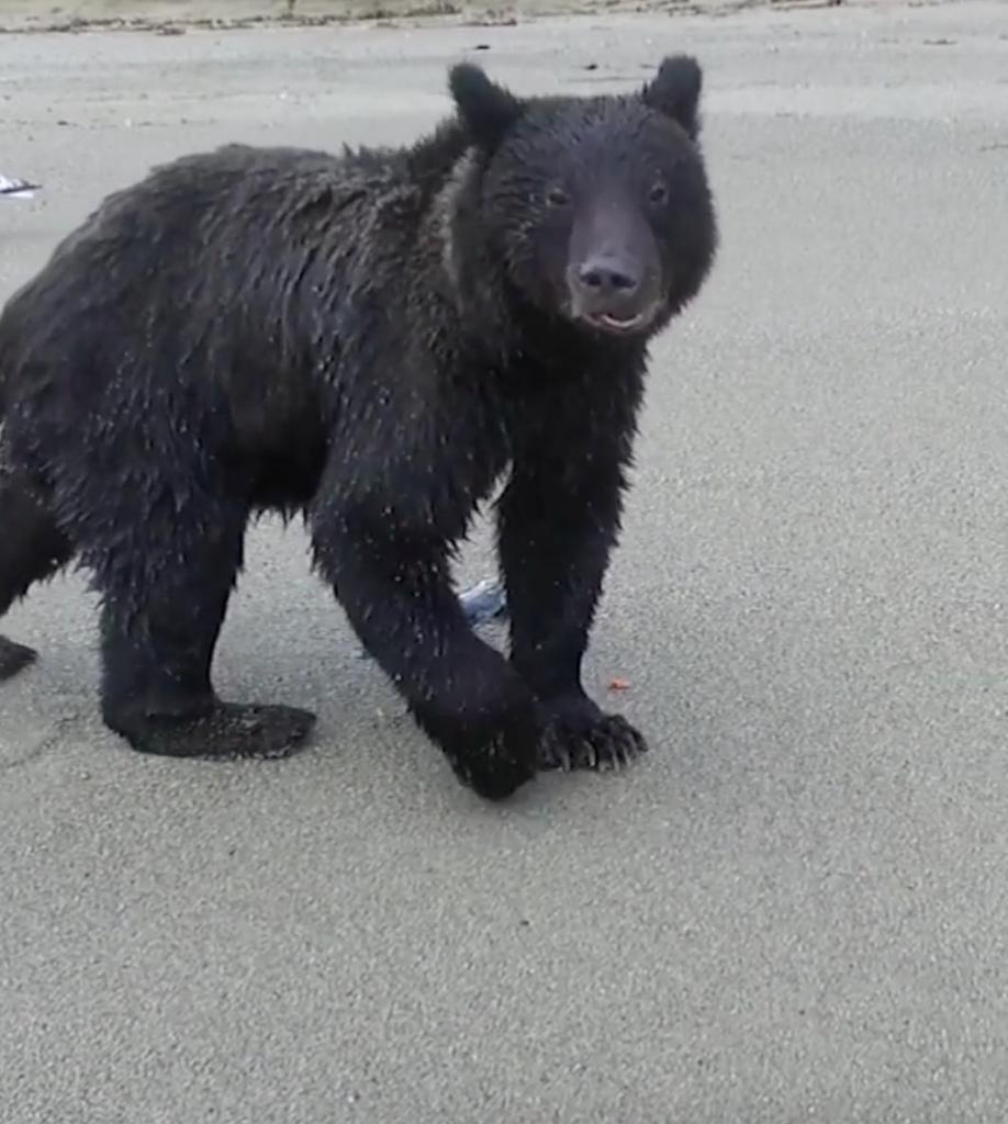 Поплатился за любопытство - на Сахалине медведь сбил снимавший его беспилотник