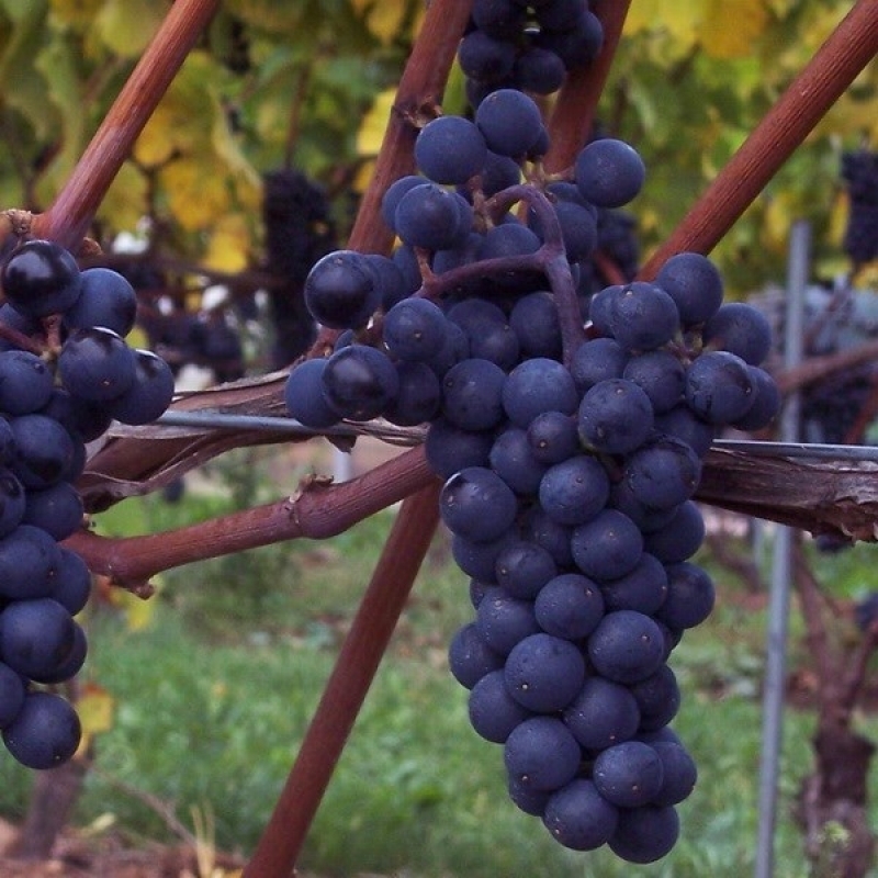Многие кардиологи советуют пациентам полюбить виноград: как есть ягоду правильно