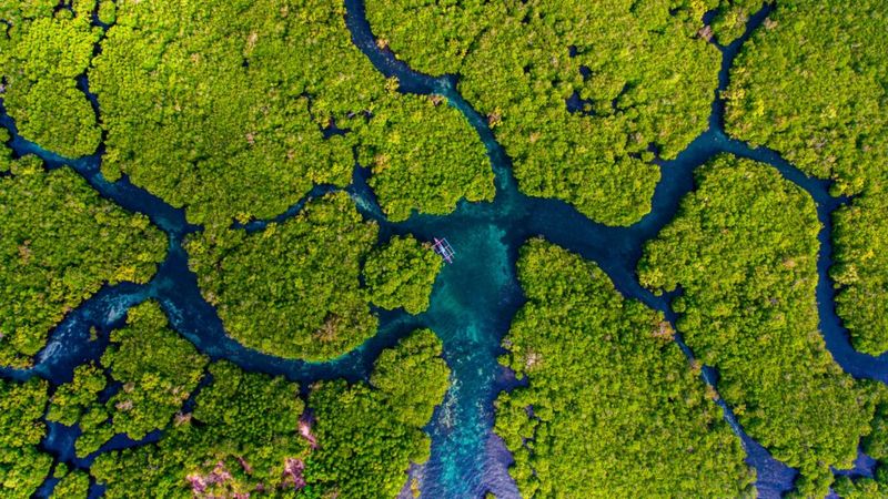 Их называют чудом нашей планеты: фотографы со всего мира запечатлели хрупкость и красоту мангровых лесов