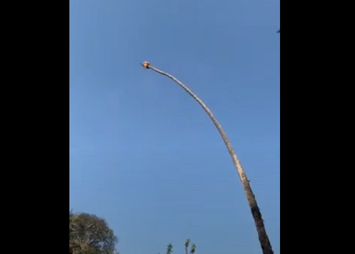 Мужчина, срезавший верхушку пальмы, почувствовал себя как на аттракционе (видео)