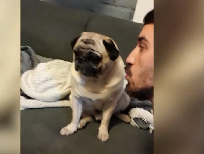 Хозяин хотел поцеловать своего пса, но тот был категорически против (видео)