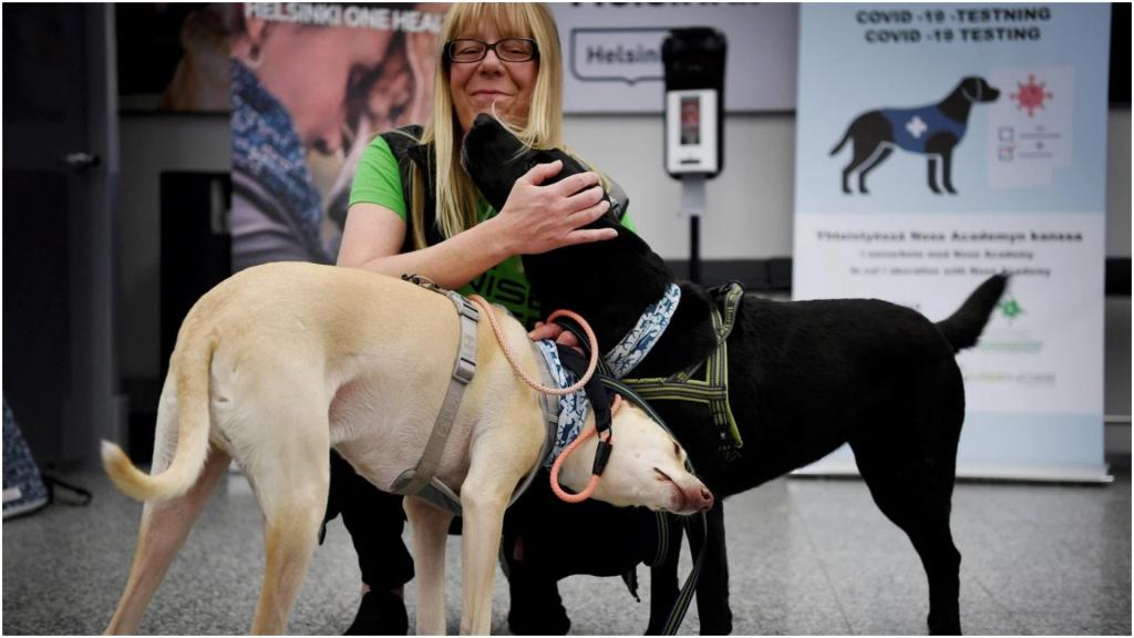 В аэропорту Финляндии коронавирус у пассажиров выявляют собаки. Точность - почти 100 %