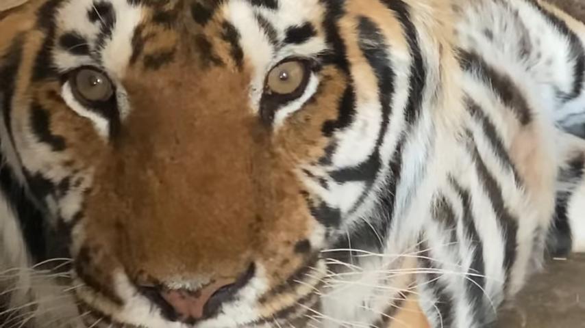 Восемь суматранских тигров, бывших артистов Росгосцирка, уже более двух недель осваиваются в крымском сафари-парке "Тайган"