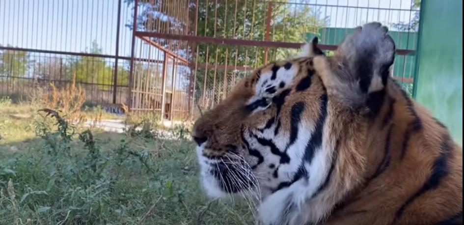 Восемь суматранских тигров, бывших артистов Росгосцирка, уже более двух недель осваиваются в крымском сафари-парке "Тайган"