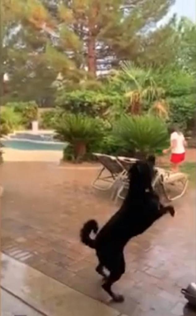 Впервые за 5 месяцев пошел дождь: хозяева записали, как пес проявил свою радость (видео)
