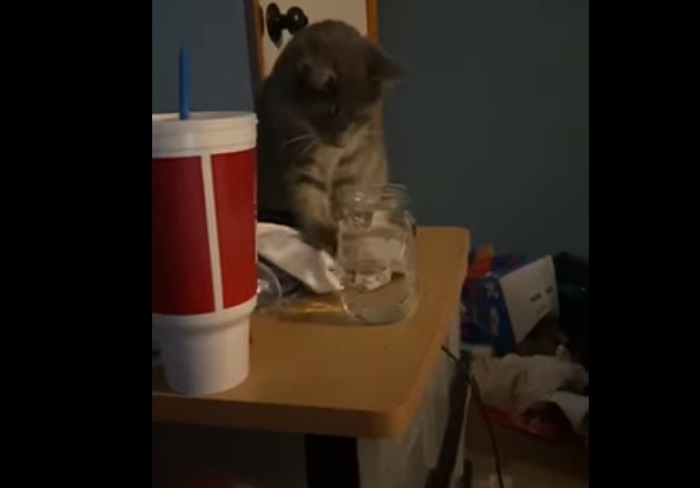 Кошка нашла на столе банку с водой: она решила, что ей место на полу (смешное видео)