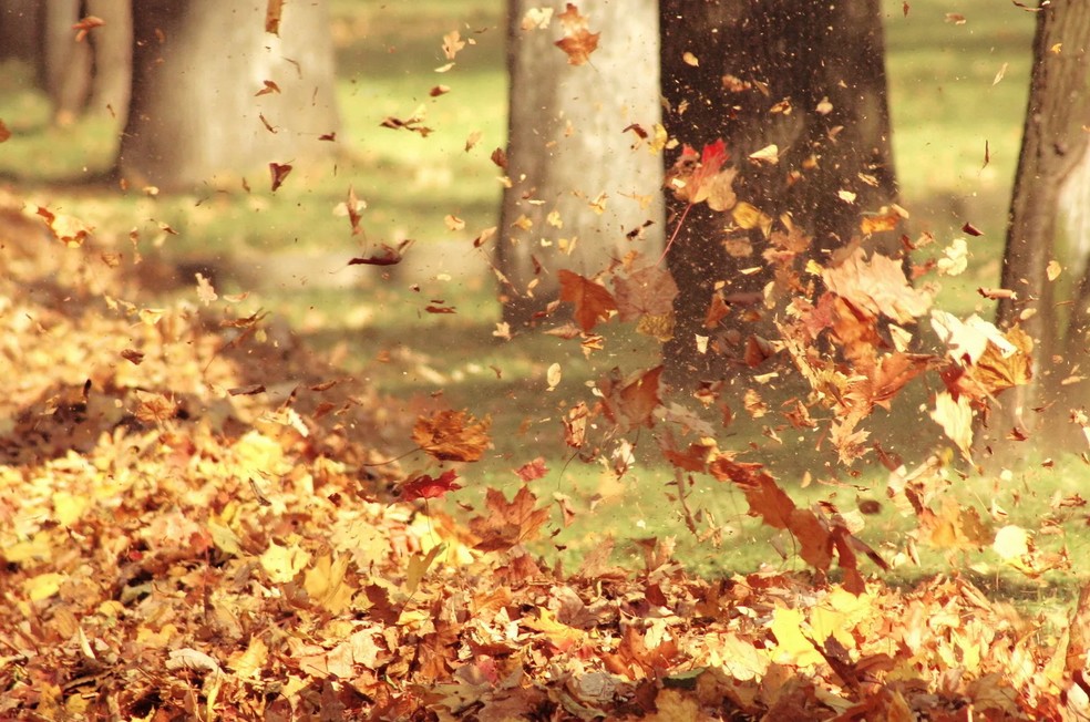3 октября – Астафий Ветряк: в этот день ветер может с женского лица "красоту сорвать и по сорной траве развеять"