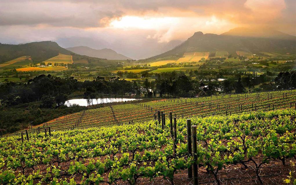 Вино из Южной Африки можно смело брать. Местные винодельни были названы одними из лучших в мире