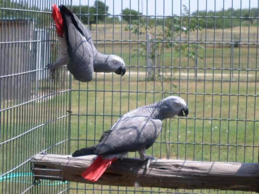 В Великобритании группу из пяти попугаев временно "уволили" после того, как они начали ругаться на посетителей
