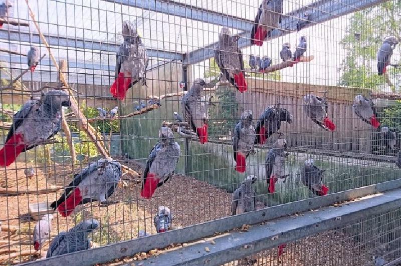 В Великобритании группу из пяти попугаев временно "уволили" после того, как они начали ругаться на посетителей