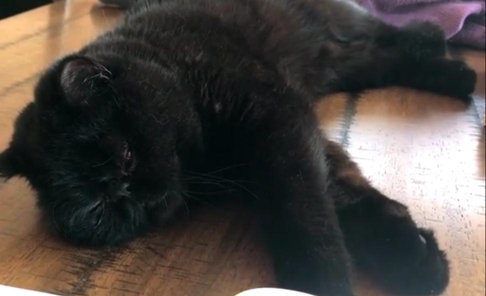 Чёрный кот с оранжевыми глазами полюбился общественности: весёлое видео