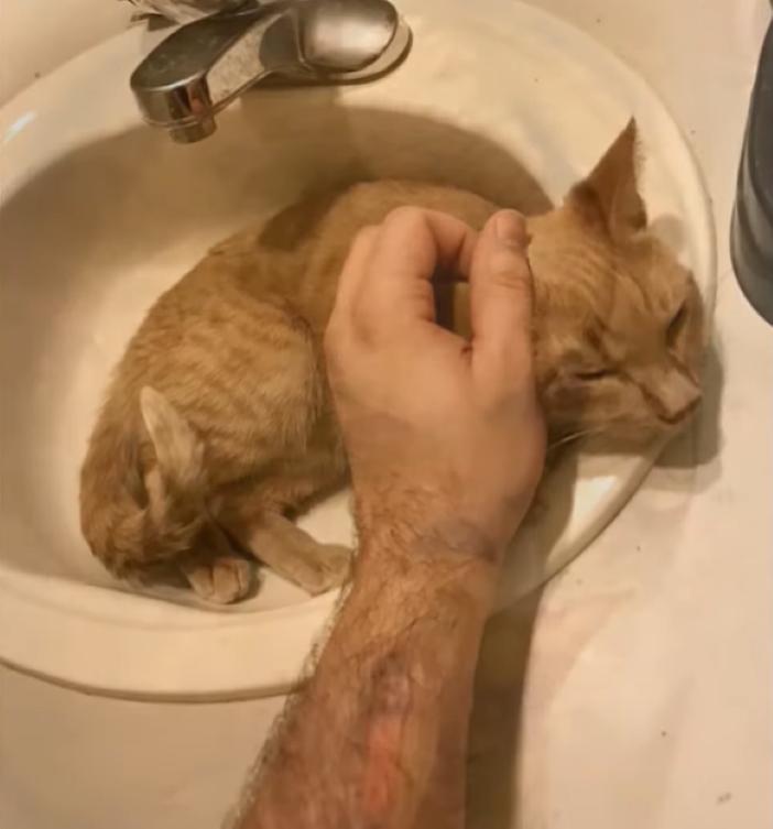 Кошка часто спала в раковине и мешала хозяевам мыть руки. Они придумали способ, как решить проблему