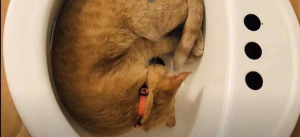 Кошка часто спала в раковине и мешала хозяевам мыть руки. Они придумали способ, как решить проблему
