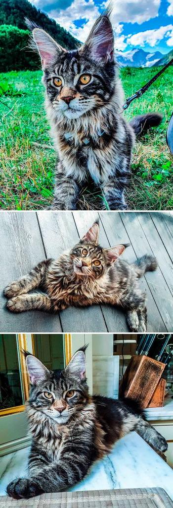 Мейн-куны в социальных сетях зачастую популярнее людей: самые известные кошки этой породы (фото)
