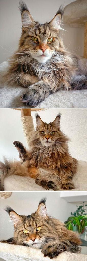 Мейн-куны в социальных сетях зачастую популярнее людей: самые известные кошки этой породы (фото)
