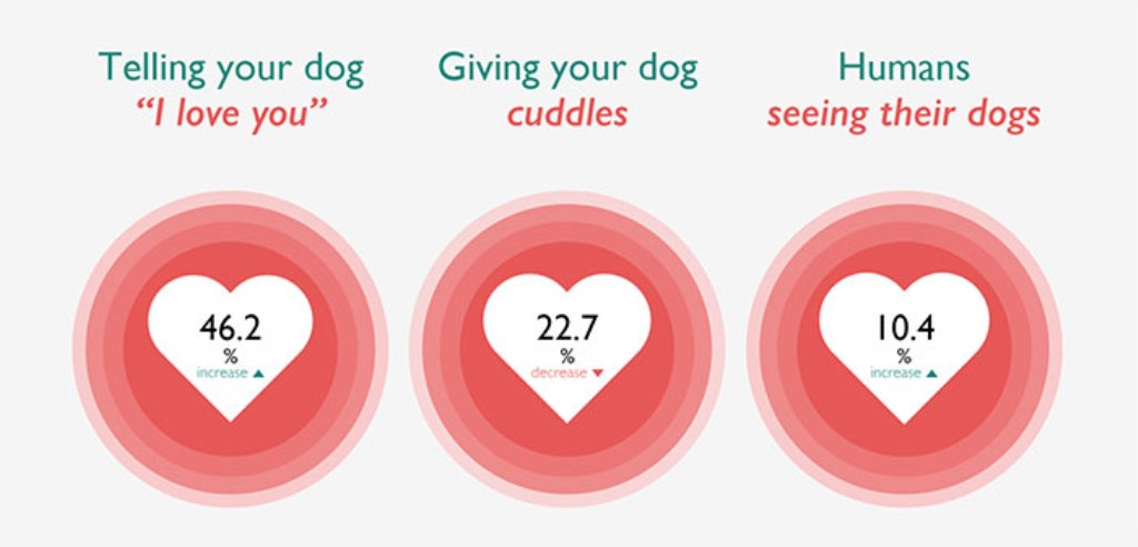 Собаки знают, что такое любовь. Ученые выяснили, как реагируют питомцы на слова "я тебя люблю"