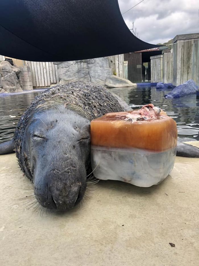 На 31-й день рождения серому тюленю вручили большой рыбный торт: его реакция тронула окружающих (фото)