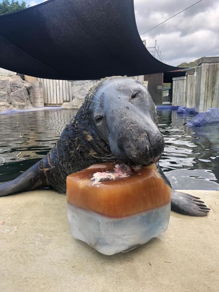 На 31-й день рождения серому тюленю вручили большой рыбный торт: его реакция тронула окружающих (фото)