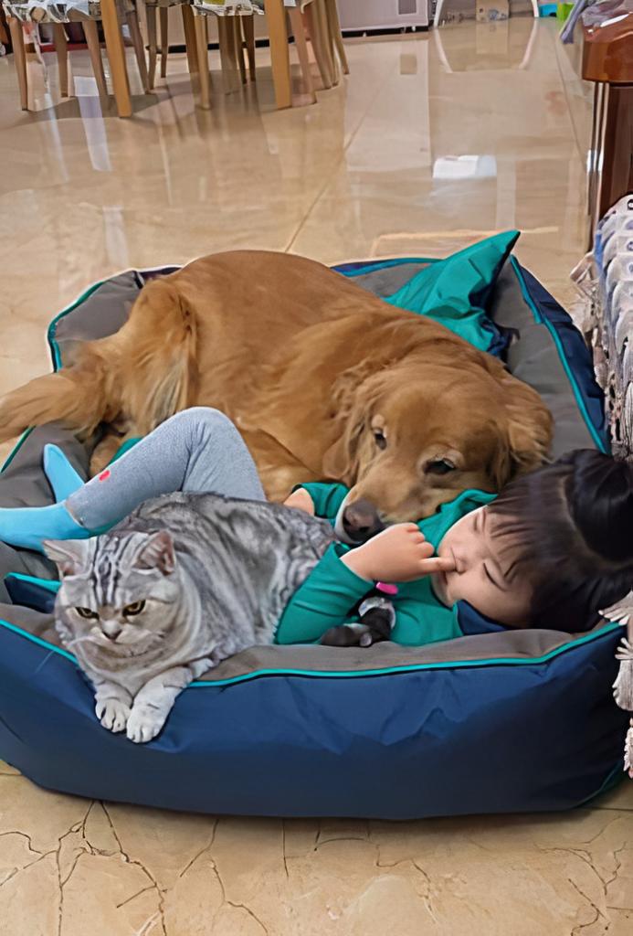 Люди тают от того, как 3-летняя девочка спит со своими кошкой и собакой: трогательное видео
