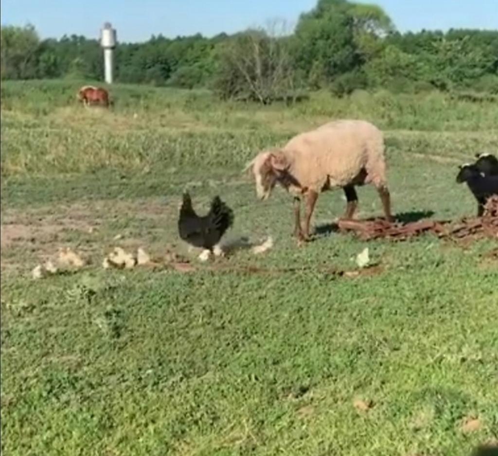 Разъяренная курица защищает цыплят от стада овец. Видео снял парень из Курска