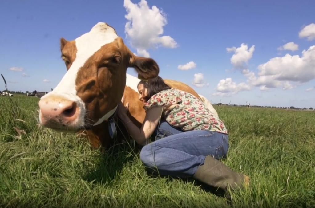 Зоотерапия вместо йоги: расслабить тело и успокоиться можно, обнимая корову