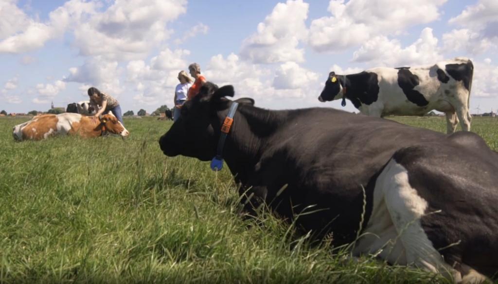 Зоотерапия вместо йоги: расслабить тело и успокоиться можно, обнимая корову