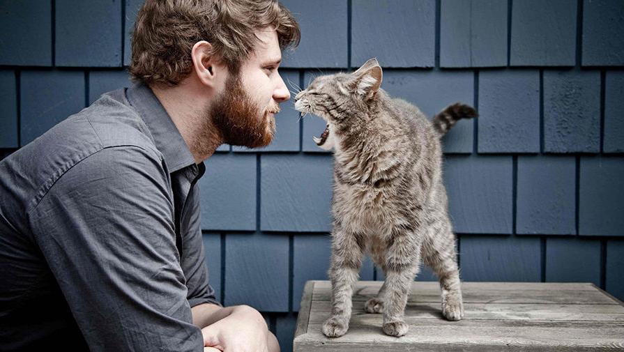 Доказано наукой: кошки распознают человеческое поведение и подражают ему