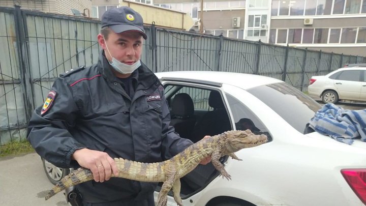 "Мы хотим в теплые края": в Вологодской области мужчина пришел в полицию с крокодилом