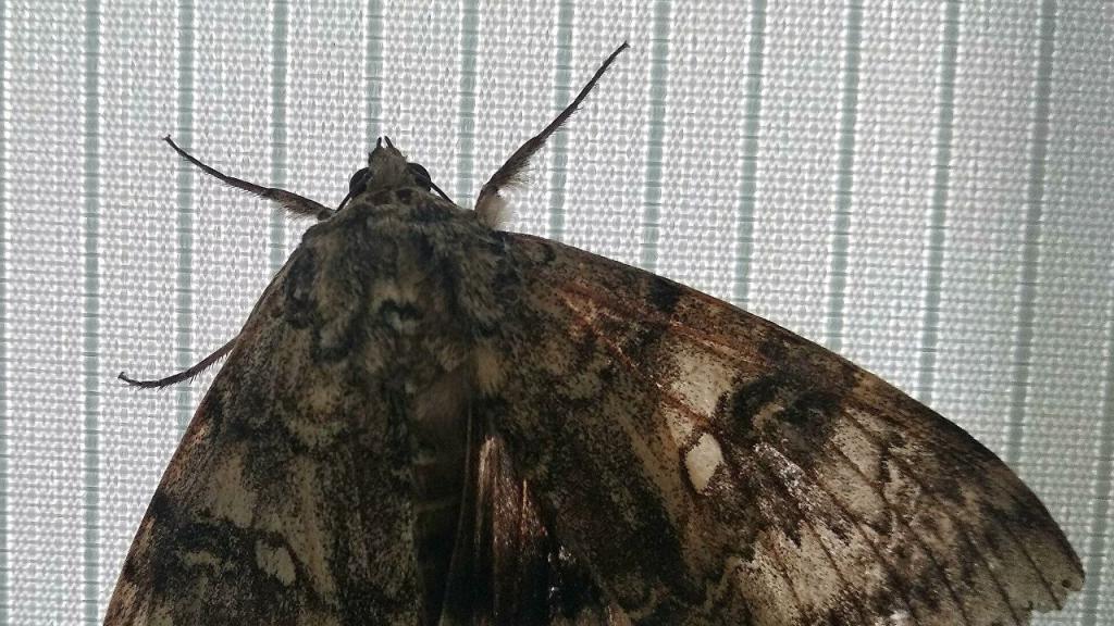 В Красной книге Украины: в Чернобыле обнаружили редкую бабочку размером с птицу