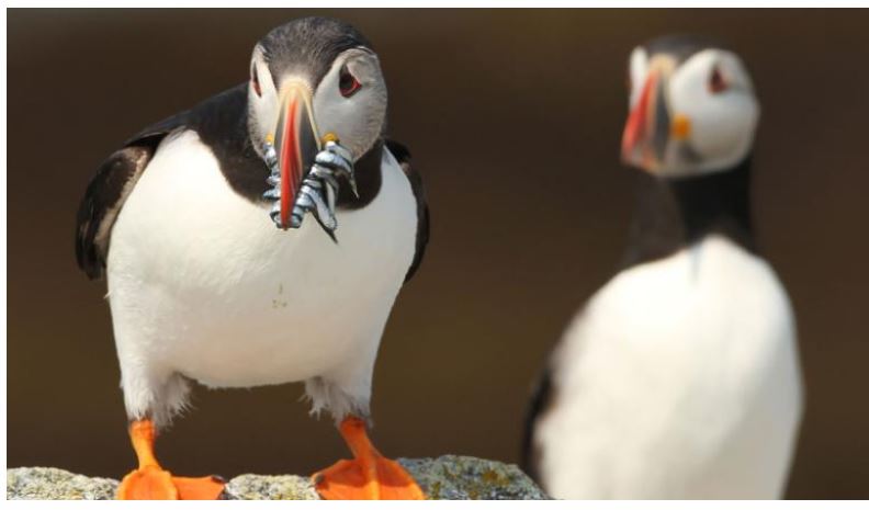 Удивительный метод, разработанный орнитологом Стивеном Крессом для спасения тупиков, теперь используется защитниками морских птиц по всему миру