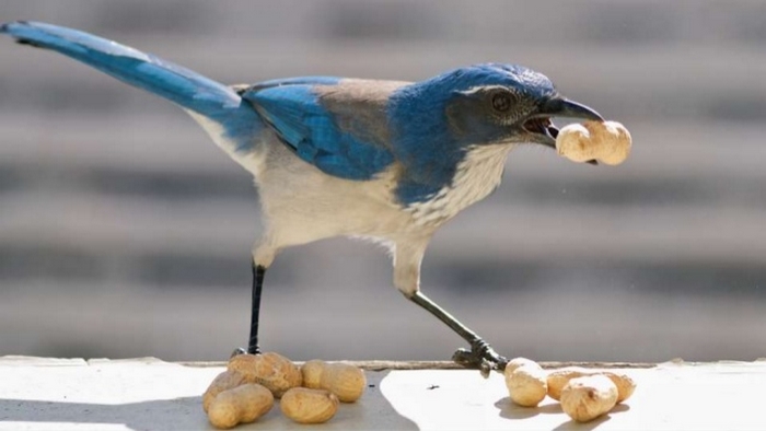 Сочувствие проявляют не только люди: птицы делятся едой с менее удачливыми сородичами