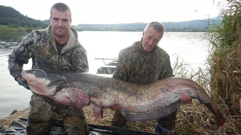 В Венгрии поймали гигантского сома размером с человека: его длина составляет более 190 см (фото)