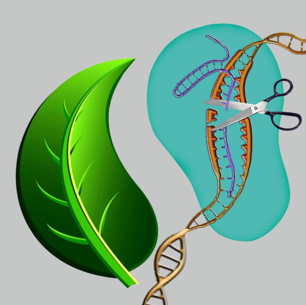 Модифицированные технологией CRISPR тополя могут сократить выбросы CO₂ при производстве бумаги