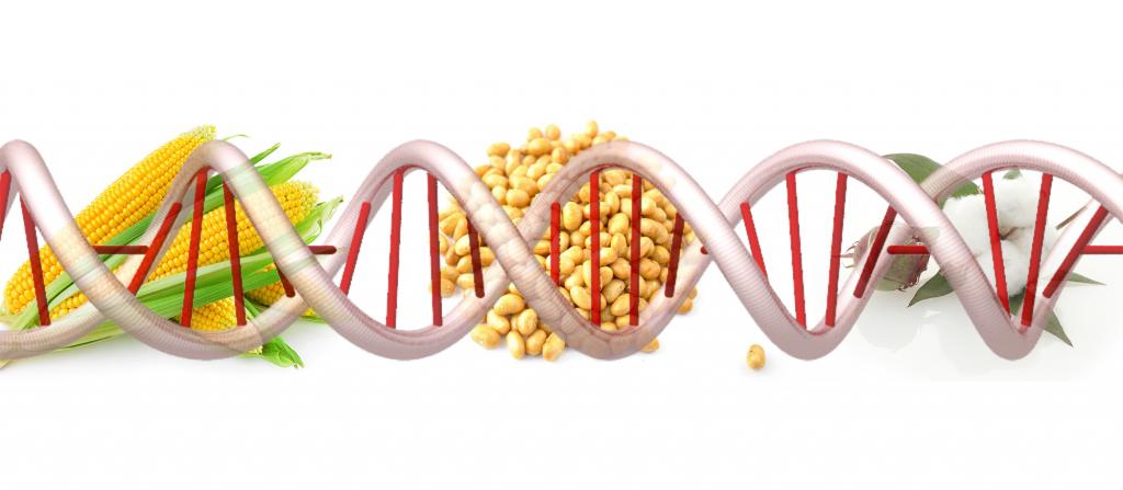 Биомедицина уже 40 лет использует технологии, которые оспариваются в ГМО-продуктах