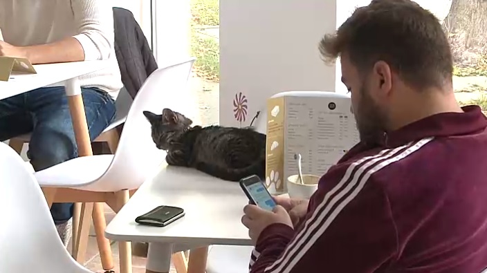 В венгерском кафе к кофе и печенью прилагаются кошки: психологи считают, что это снимает стресс и тревогу у посетителей (фото)