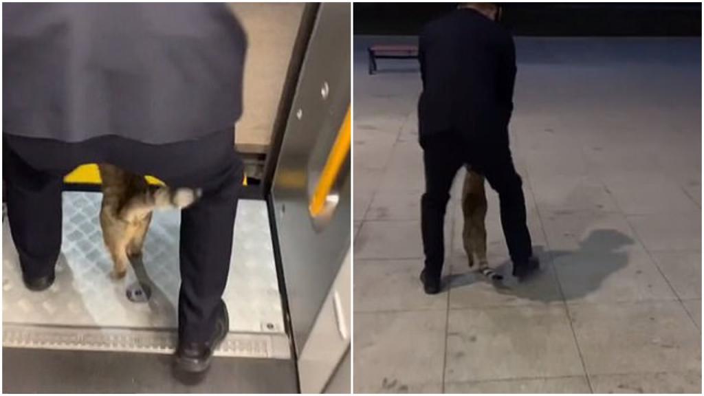 Полосатый "заяц": неизвестного кота сняли с поезда в Китае за проезд без билета (видео)
