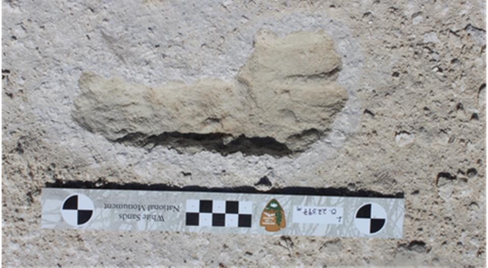 Самую длинную цепь следов доисторического человека обнаружили американские археологи (фото)