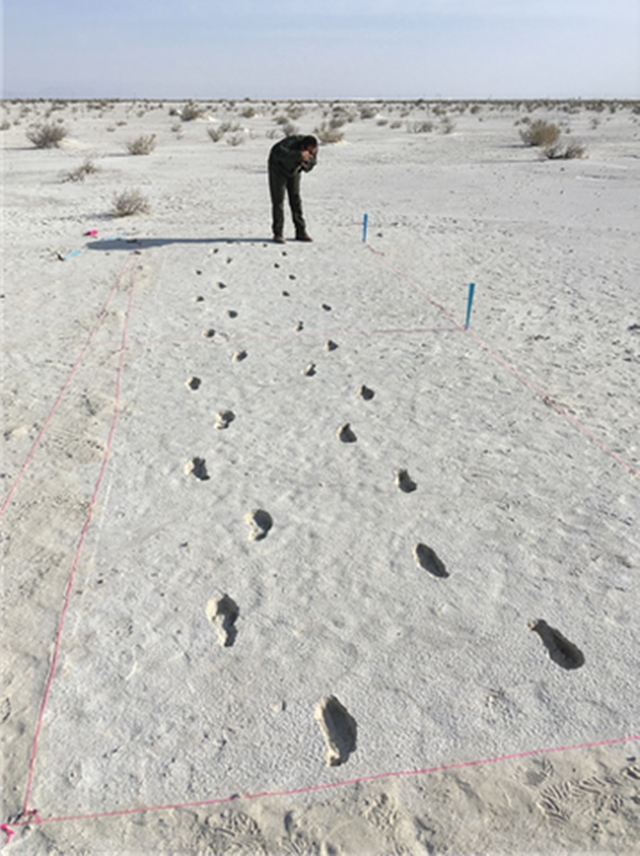 Самую длинную цепь следов доисторического человека обнаружили американские археологи (фото)