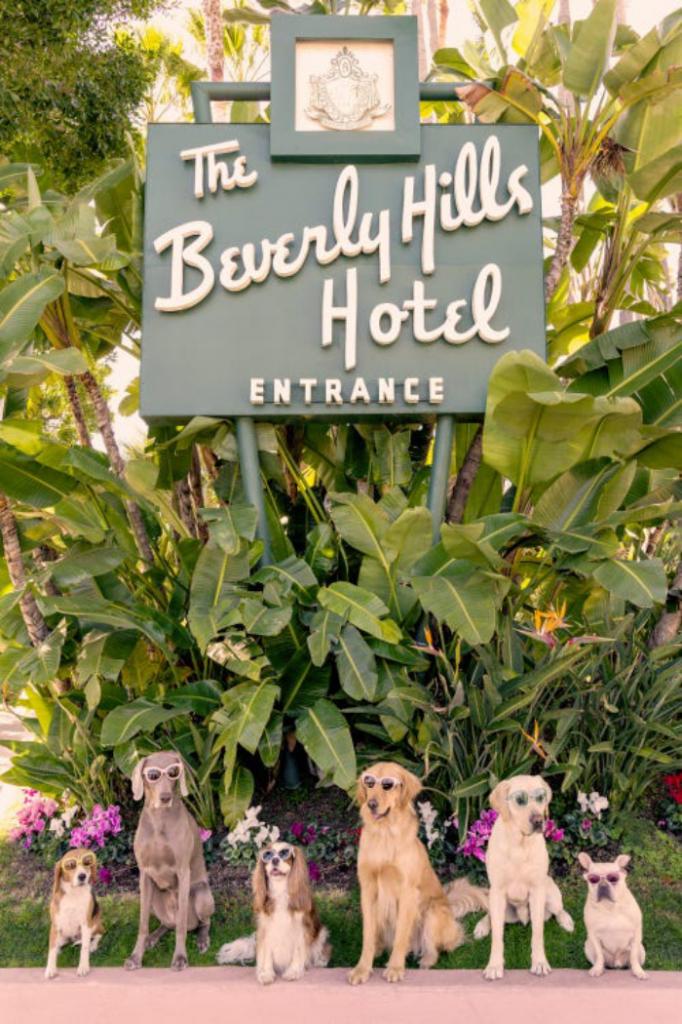 На фото Грэя Малина постояльцами роскошного отеля "Беверли Хиллз" стали собаки