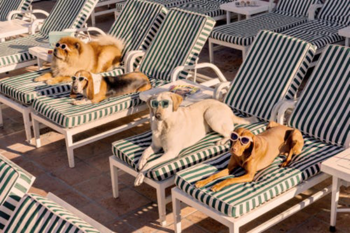 На фото Грэя Малина постояльцами роскошного отеля "Беверли Хиллз" стали собаки